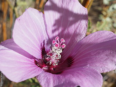 Hibiscus solanifolius f Denzel Murfet Mount Illbillee